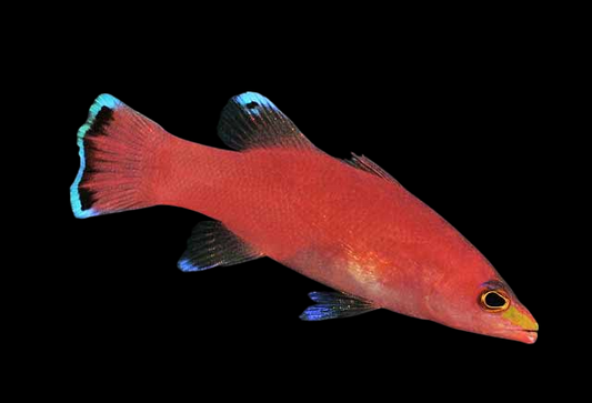 Cave Basslet