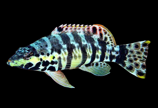 Harlequin Basslet