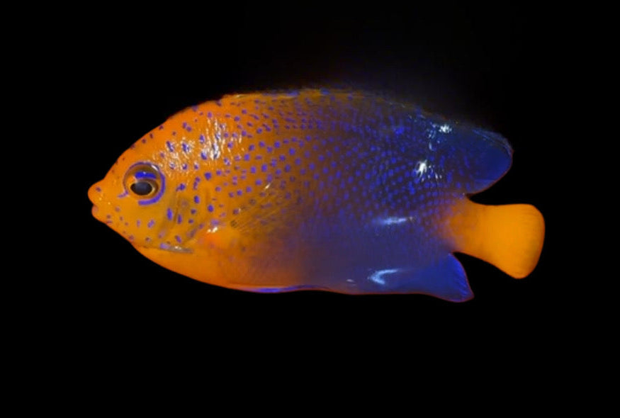 JAPANESE INTERRUPTUS ANGELFISH - 4 INCHES