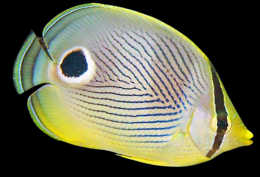 Foureye Butterflyfish