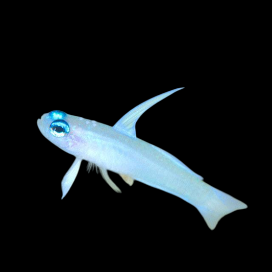 Colin's Fairy Goby