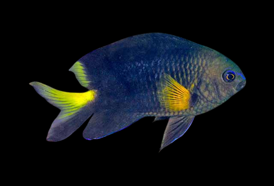 Yellowtip Damselfish