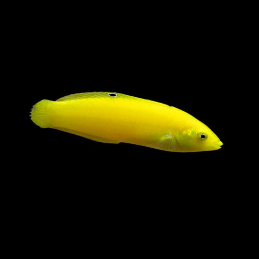 Yellow Coris Wrasse