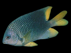 Beaubrummel Damselfish