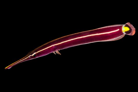 Yellow Striped Clingfish