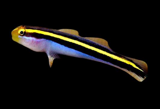 Short Stripe Goby