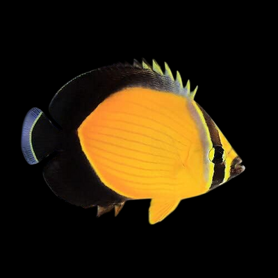 Arabian Butterflyfish