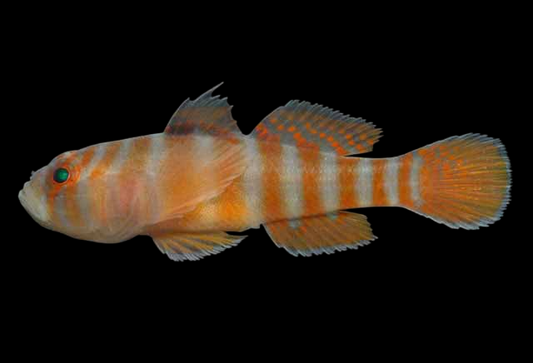 Dawson's Goby