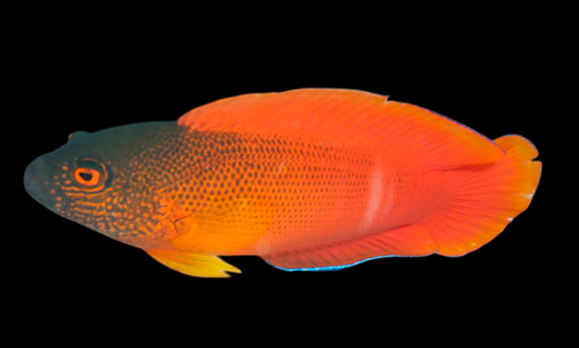 Darkstriped Dottyback