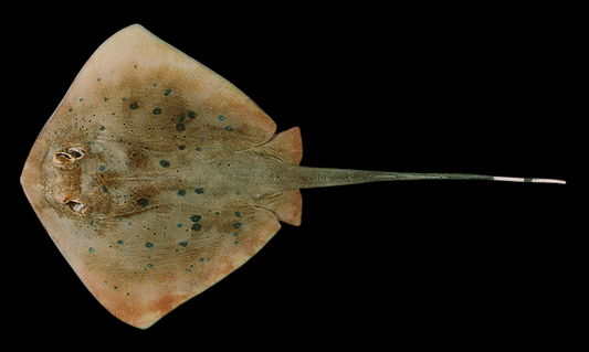 Blue Spotted Stingray