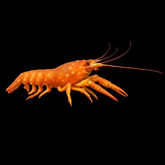 Red Lobster