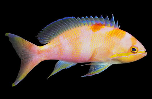 Charlenae Anthias