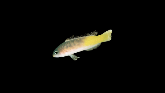 Pyle's Dottyback