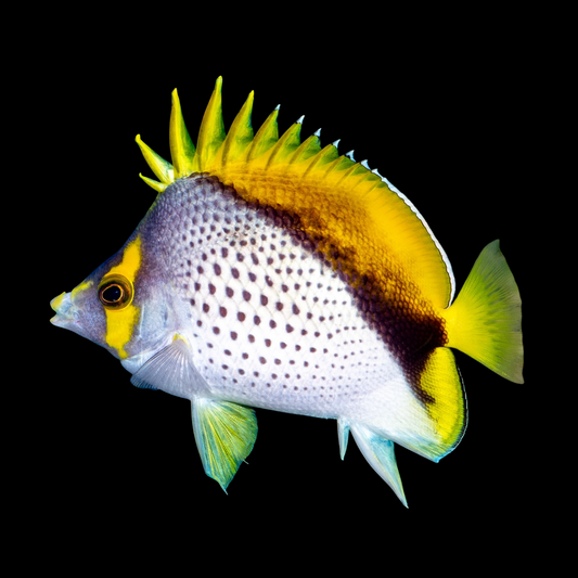 Marquesas Butterflyfish