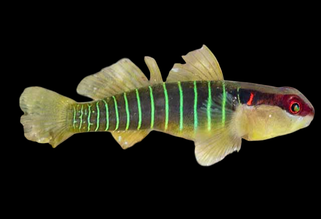 Panamanian Green Banded Goby
