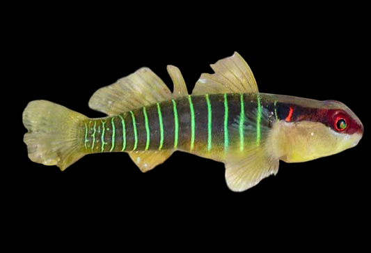 Panamanian Green Banded Goby