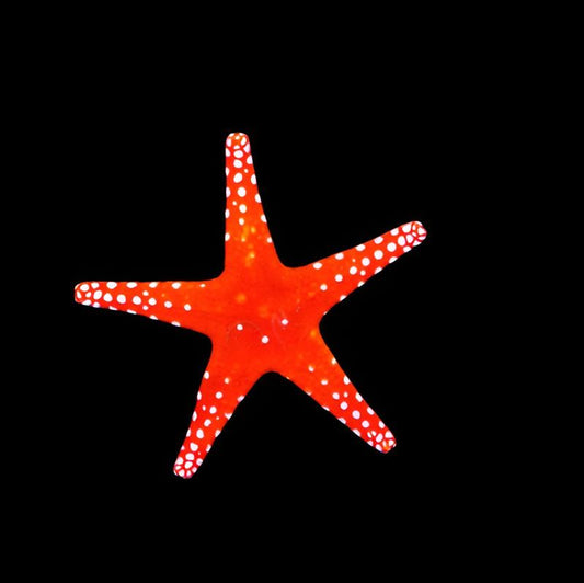 White Spot Red Sea Star