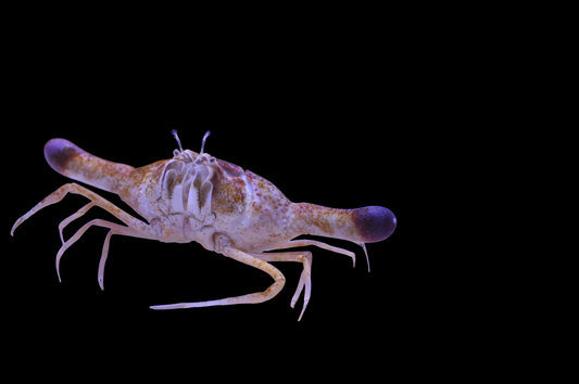 Hammerhead Crab