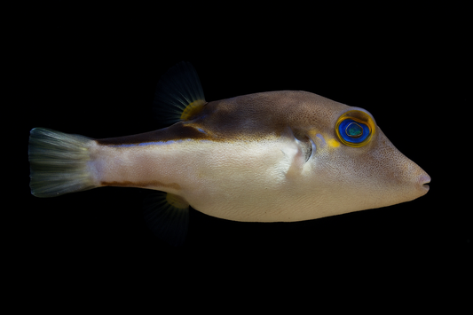Caribbean Sharpnose Pufferfish