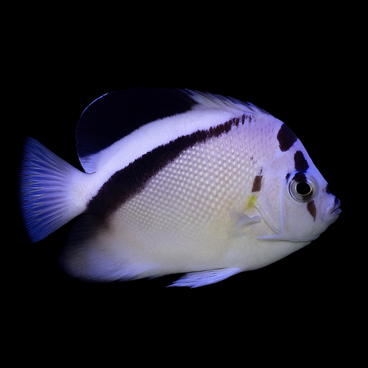 Griffis Angelfish