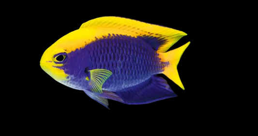 Starcki Damselfish