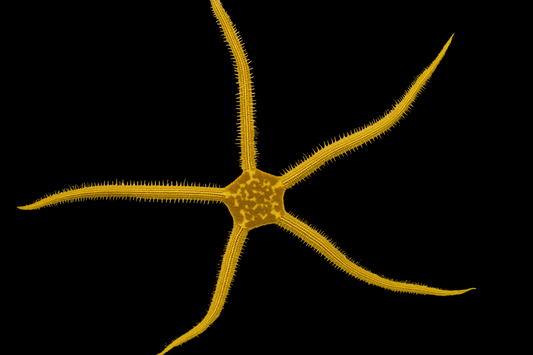 Yellow Fancy Brittle Sea Star