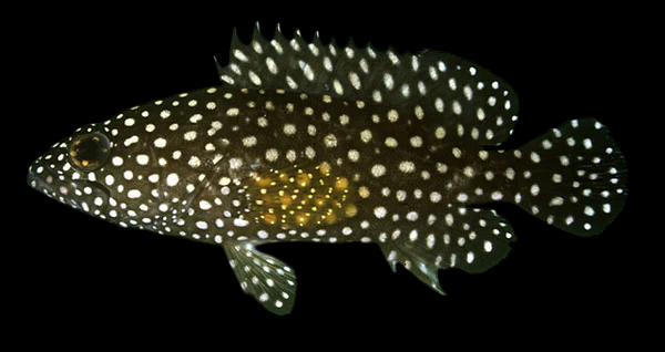Whitespotted Grouper