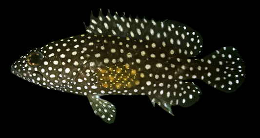 Whitespotted Grouper