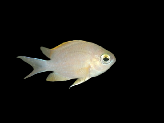 White-Caudal Chromis