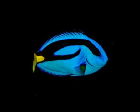 Blue Tang