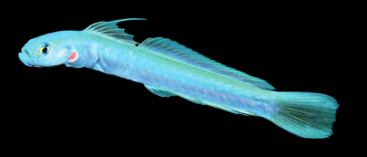 Redspot Dartfish