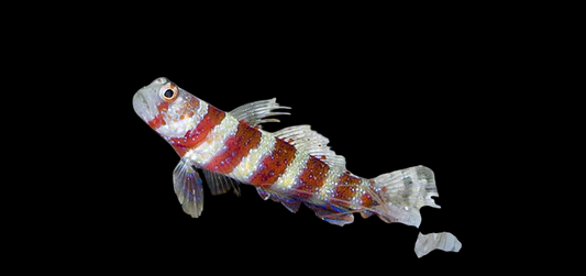 Orange Spotted Goby w/ Pistol Shrimp