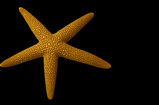 Yellow Spotted Mesh Sea Star