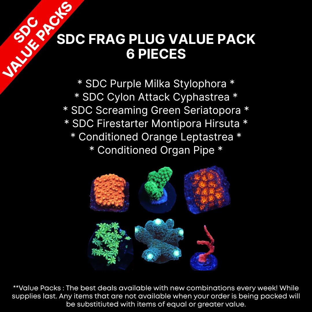 SDC Frag Plug Value Pack - 6 Assorted SDC Cultured or Conditioned Frag Plugs