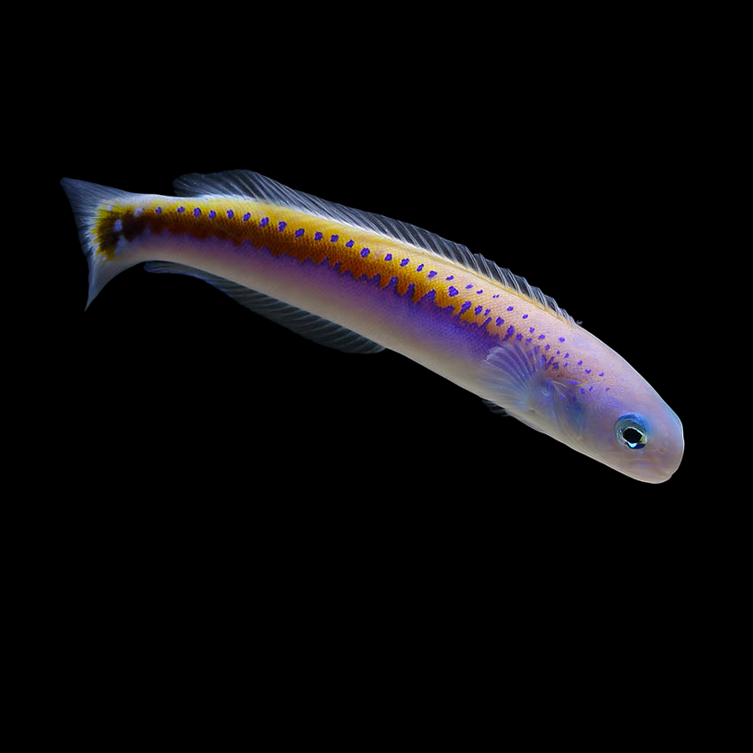 Oreni Tilefish