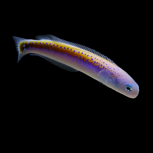 Oreni Tilefish