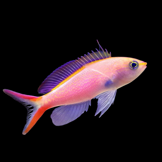 Tricolor Rubrizonatus Anthias