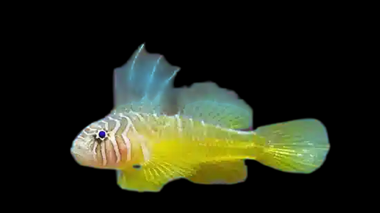Yellow Green Goby
