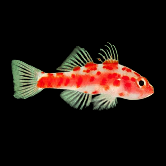 Red Spotted Pygmy Goby