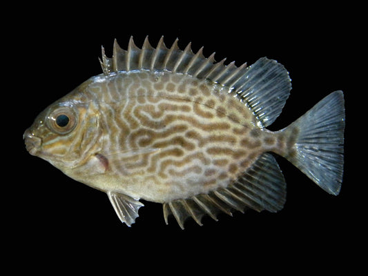 Vermiculated Rabbitfish