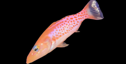 DR SUESS SOAPFISH - 4.5 INCHES