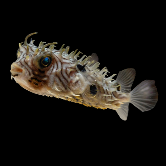Yellow Spiny Box Burrfish Pufferfish, Juvenile