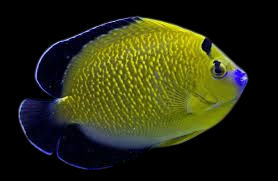 Goldflake Angelfish
