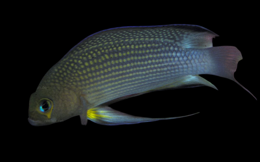 Longfin Dottyback