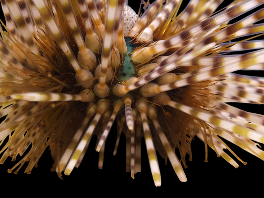 Banded Longspine Urchin