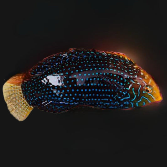 BLUE SPOTTED LEOPARD WRASSE - SUPER MALE - 4.5 INCHES
