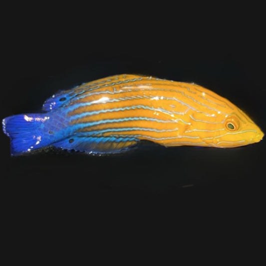 CANDYCANE FEMINIUS WRASSE - 4.25 INCHES