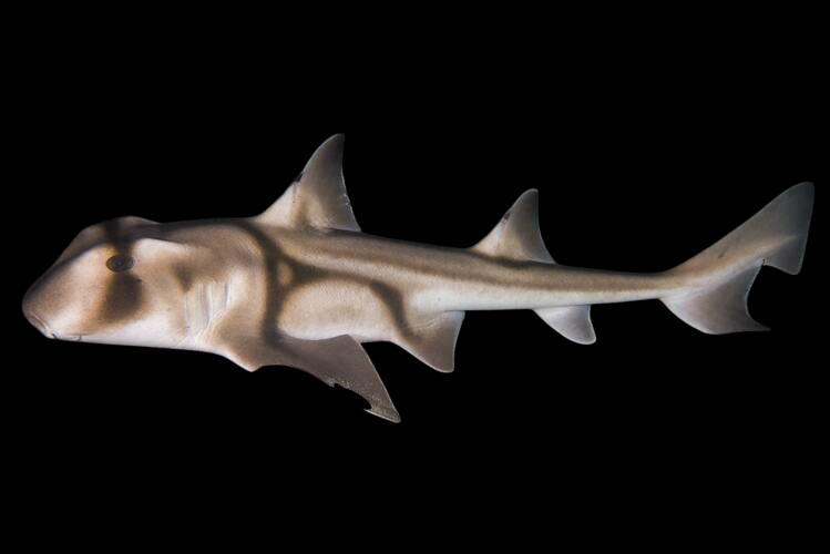 Port Jackson Shark