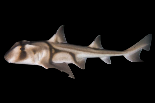 Port Jackson Shark