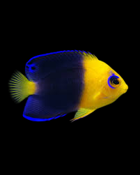Joculator Angelfish